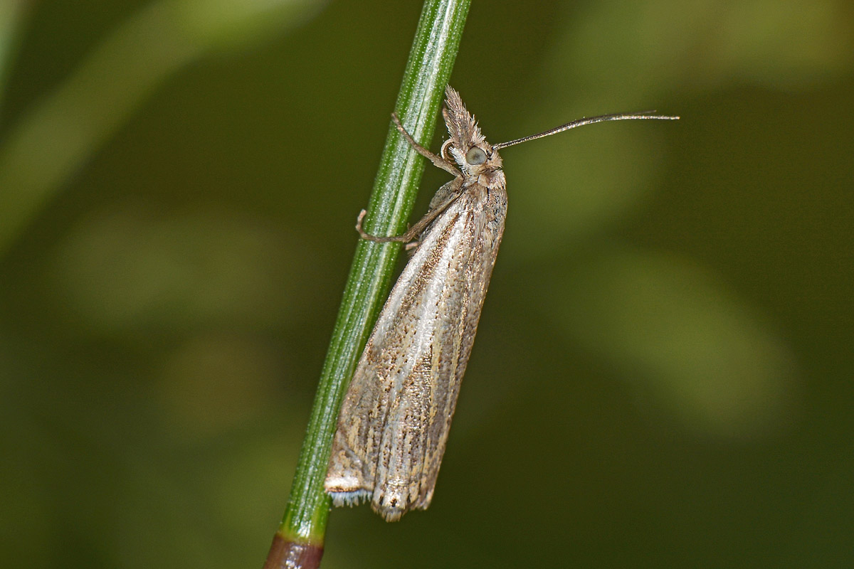 Crambidae N 3 - Crambus lathoniellus